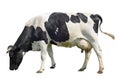 Funny cute cow isolated on white. Talking black and white cow. Funny curious cow. Farm animals. Royalty Free Stock Photo