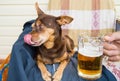 Funny cute dog with a beer, which offers its owner. Humor Royalty Free Stock Photo