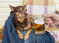 Funny cute dog with a beer, which offers its owner. Humor Royalty Free Stock Photo