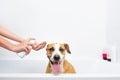 Funny cute dog taking a bath. Royalty Free Stock Photo