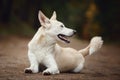 Funny cute eskimo dog with blue eyes lying on the road in autumn forest