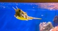 Funny and cute exotic longhorn cowfish or horned boxfish swimming in the tropical aquarium