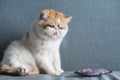 Funny cute Exotic shorthair cat on sofa Royalty Free Stock Photo