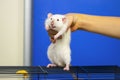 Funny cute fat rat and a piece of cheese Royalty Free Stock Photo