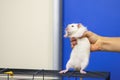 Funny cute fat rat and a piece of cheese Royalty Free Stock Photo