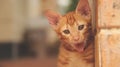 Funny Cute Ginger Kitten Yawning Royalty Free Stock Photo