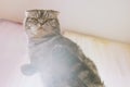 Funny cute gray scottish fold cat sits on a glass table. Bottom view, unusual angle.