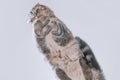 Funny cute gray scottish fold cat sits on a glass table. Bottom view, unusual angle.