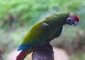 Funny Cute Green Parrot Closeup Face On The Tree Branch Royalty Free Stock Photo