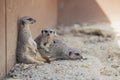 Funny cute group of meerkats on a blurred background on the rocks Royalty Free Stock Photo