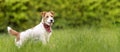 Funny cute happy pet dog puppy listening and smiling in the grass Royalty Free Stock Photo