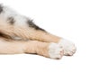 Funny and cute hind legs puppy lying on the floor, isolated background.