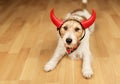 Funny cute jack russell terrier halloween dog in devil costume Royalty Free Stock Photo