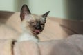 Funny cute kitten hiding in soft basket. Purebred 2 month old Siamese cat with blue almond shaped eyes on beige basket background Royalty Free Stock Photo