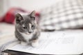 Tri-color cute kitten with a clever look sitting on the notebook Royalty Free Stock Photo