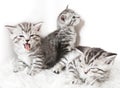 Funny cute kittens. Royalty Free Stock Photo