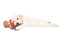 Funny Cute Labrador Puppy Lying With A Toy For Dogs