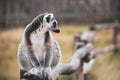 funny cute lemur sits on a log in nature