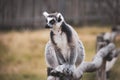 funny cute lemur sits on a log in nature