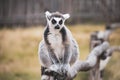 funny cute lemur sits on a log in nature