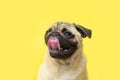 funny cute little puppy pug on bright yellow bright background with copy space. Banner adorable dog with tongue hanging Royalty Free Stock Photo