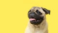 funny cute little puppy pug on bright yellow bright background with copy space. Banner adorable dog with tongue hanging Royalty Free Stock Photo