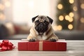 Funny cute little purebred Pug dog pet doggy puppy Christmas presents gifts box surprise tradition festive decorations Royalty Free Stock Photo