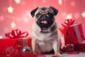 Funny cute little purebred Pug dog pet doggy puppy Christmas presents gifts box surprise tradition festive decorations Royalty Free Stock Photo