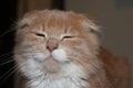 Funny cute lop-eared cat frowns at the camera