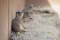 Funny cute meerkat with other meerkats on a blurred background on the rocks Royalty Free Stock Photo