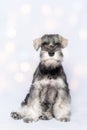 funny cute Miniature Schnauzer puppy dog portrait. White-gray schnauzer dog sits on a white background, bokeh Royalty Free Stock Photo