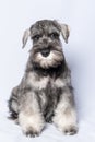 funny cute Miniature Schnauzer puppy dog portrait. White-gray schnauzer dog sits on a white background Royalty Free Stock Photo