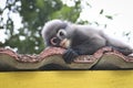 Funny cute monkeys spectacled langur Trachypithecus obscurus in the national park