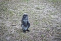 Funny cute monkeys spectacled langur Trachypithecus obscurus in the national park. Lonely male