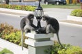 Funny cute monkeys spectacled langur Trachypithecus obscurus in the national park. A pair of monkey friends