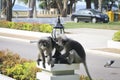 Funny cute monkeys spectacled langur Trachypithecus obscurus in the national park. A pair of monkey friends