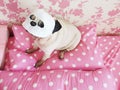 Funny cute pug dog relaxing with beauty mask in spa wellness at home Royalty Free Stock Photo