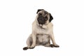 Funny cute pug puppy dog, sitting down, looking amazed