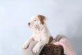 Funny cute puppy American Staffordshire Terrier sitting in basket on light blue background, close-up Royalty Free Stock Photo