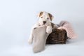 Funny cute puppy American Staffordshire Terrier sitting in basket on light blue background, close-up Royalty Free Stock Photo