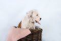 Funny cute puppy American Staffordshire Terrier sitting in basket on light blue background, close-up Royalty Free Stock Photo