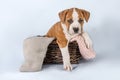 Funny cute puppy American Staffordshire Terrier sitting in basket on light blue background, close-up Royalty Free Stock Photo