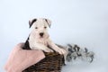 Funny cute puppy American Staffordshire Terrier sitting in basket on light blue background, studio portrait, close-up Royalty Free Stock Photo