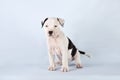 Funny cute puppy American Staffordshire Terrier sitting on light blue background, close-up Royalty Free Stock Photo