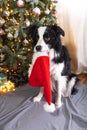 Funny cute puppy dog border collie holding Christmas costume red Santa Claus hat in mouth sitting near Christmas tree at Royalty Free Stock Photo