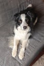 Funny cute puppy dog border collie lying down on couch at home indoors. Pet dog resting ready to sleep on cozy sofa. Pet Royalty Free Stock Photo