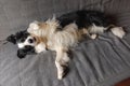 Funny cute puppy dog border collie lying down on couch at home indoors. Pet dog resting ready to sleep on cozy sofa. Pet Royalty Free Stock Photo