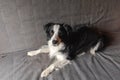 Funny cute puppy dog border collie lying down on couch at home indoors. Pet dog resting ready to sleep on cozy sofa. Pet Royalty Free Stock Photo