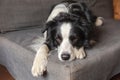 Funny cute puppy dog border collie lying down on couch at home indoors. Pet dog resting ready to sleep on cozy sofa. Pet Royalty Free Stock Photo