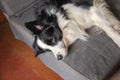 Funny cute puppy dog border collie lying down on couch at home indoors. Pet dog resting ready to sleep on cozy sofa. Pet Royalty Free Stock Photo